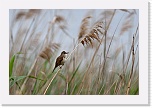 5 rastaskerttunen Acrocephalus arundinaceus      _7066 * 900 x 600 * (324KB)